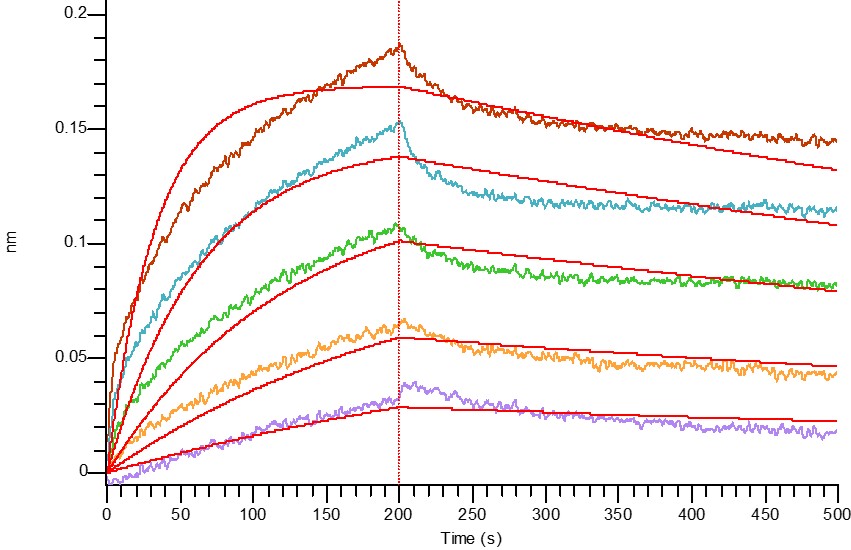 Human Nectin-1 +BLI.jpg